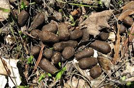 Deer Poop.