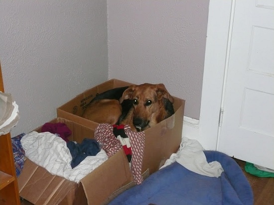 Hastur in a box.