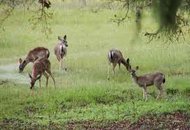 Deer.