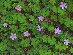 Redwood Sorrel.