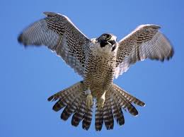 Peregrine Falcon.