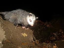 Possum.