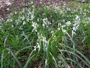 Unknown Wildflowers.