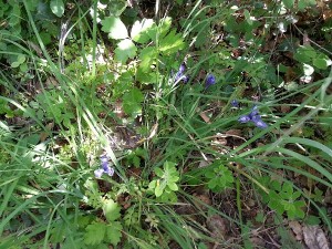 Wild Iris.