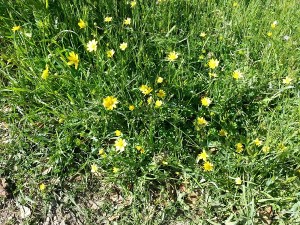 Yellow Daisies.