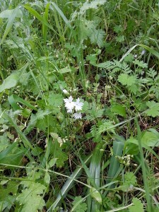 Delicate white wildflower.