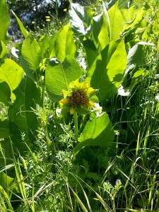 Mule Ears.