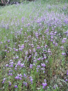 Entire Hillside of Wildflowers.