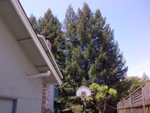 From the basketball court.