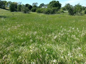 Sea of Grass 2