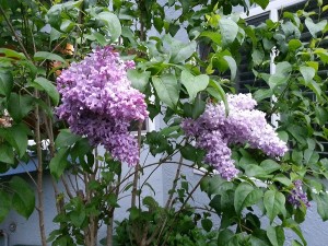 My Iowa Lilac.