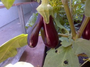 Erect Eggplant.