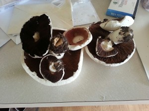 Meadow Mushrooms.