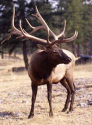 elk
