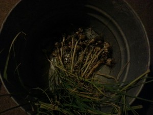 Garlic curing in the garage.