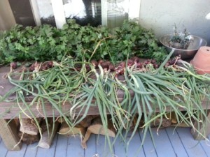 Red onions curing outside.