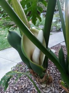 Another phallic flower. We have like a dozen of these growing.