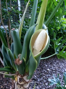 Phallic flower - this is not a joke.
