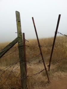 Who doesn't love an old fence post?