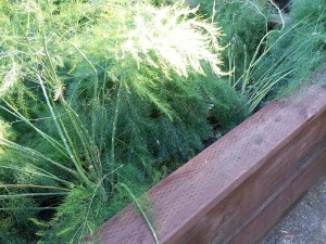 asparagus forest 2