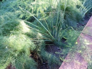 asparagus forest 3