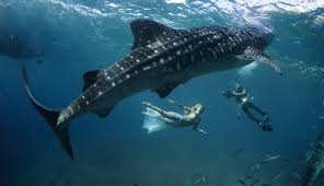 A very trim whale shark.