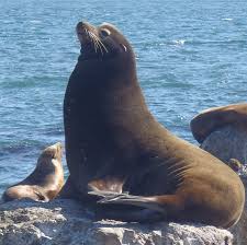 California sea lion.