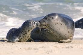 Harbor seals.