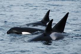 Orcas.