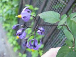Deadly Nightshade