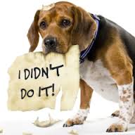 dog 2